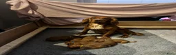 Cocker Spaniel dogs for sale: KC Reg Stunning Red Working Cocker Pups - Kent in Tunbridge Wells - Advert 8