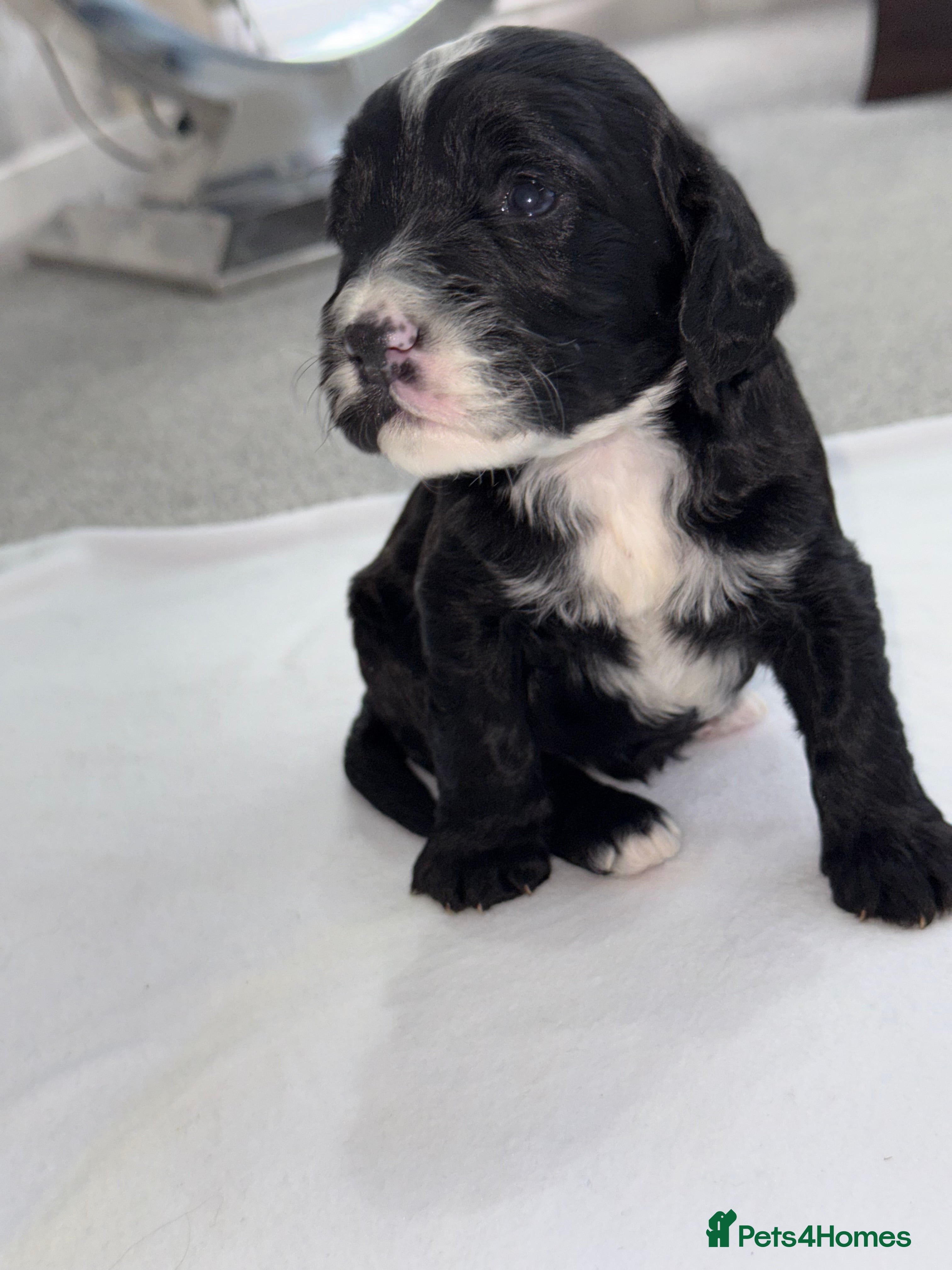 Cockapoo dogs COCKAPOO’S F1 - Advert 15