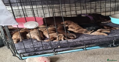 Mixed Breed dogs - Advert 14