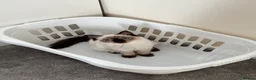 Ragdoll cats for sale: Female ragdoll kittens  - Advert 2