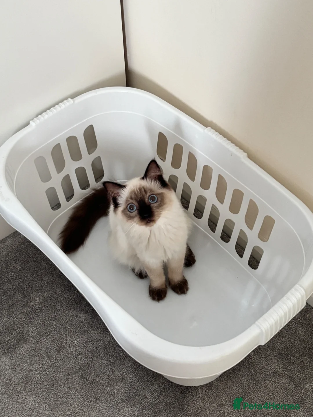 Ragdoll cats for sale: Female ragdoll kittens  - Advert 2