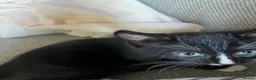 Mixed Breed cats for sale: Black and white female kittens for sale - Advert 4