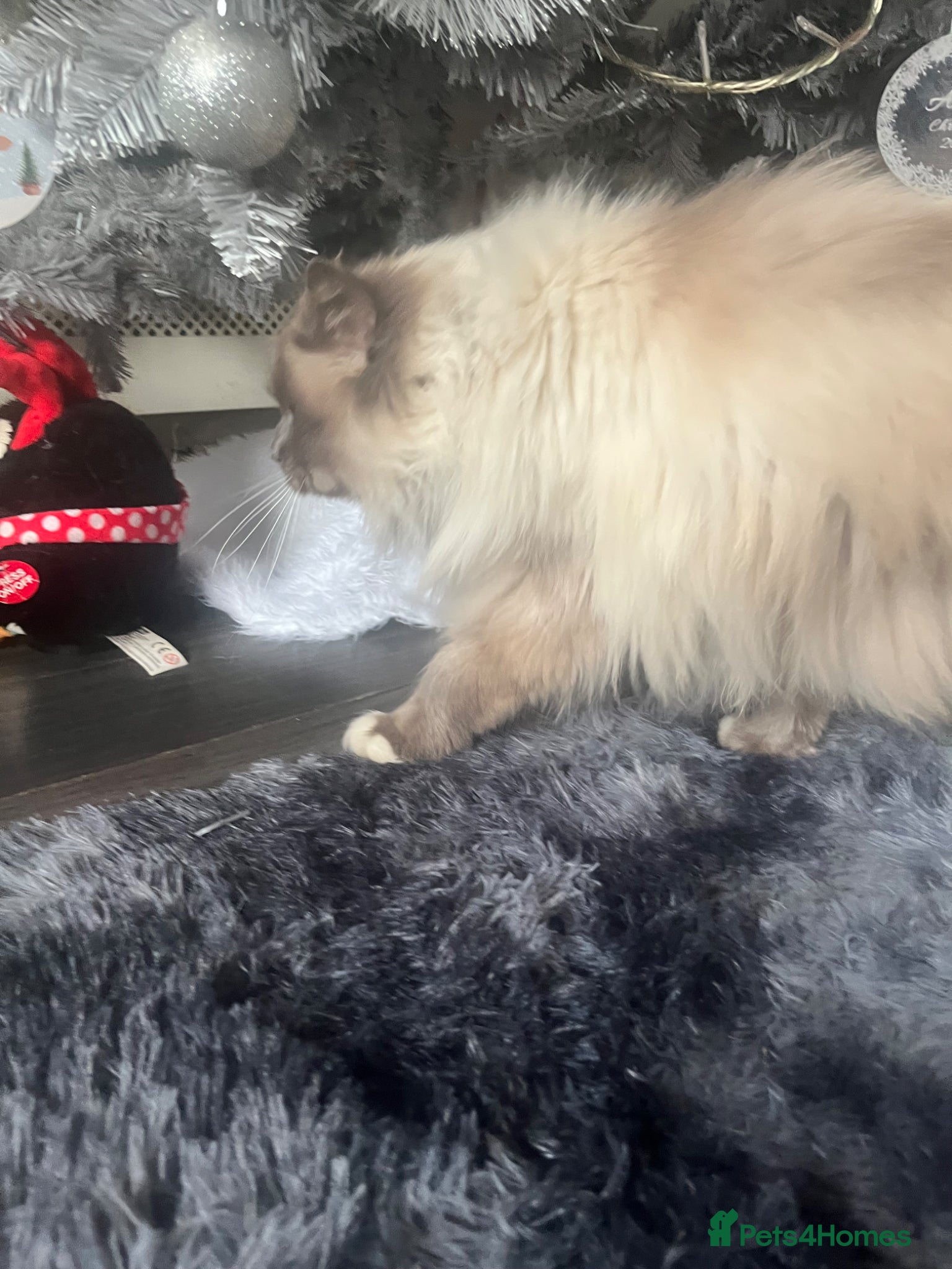 Ragdoll cats Ragdoll 3 years old male neutered £400 - Advert 1