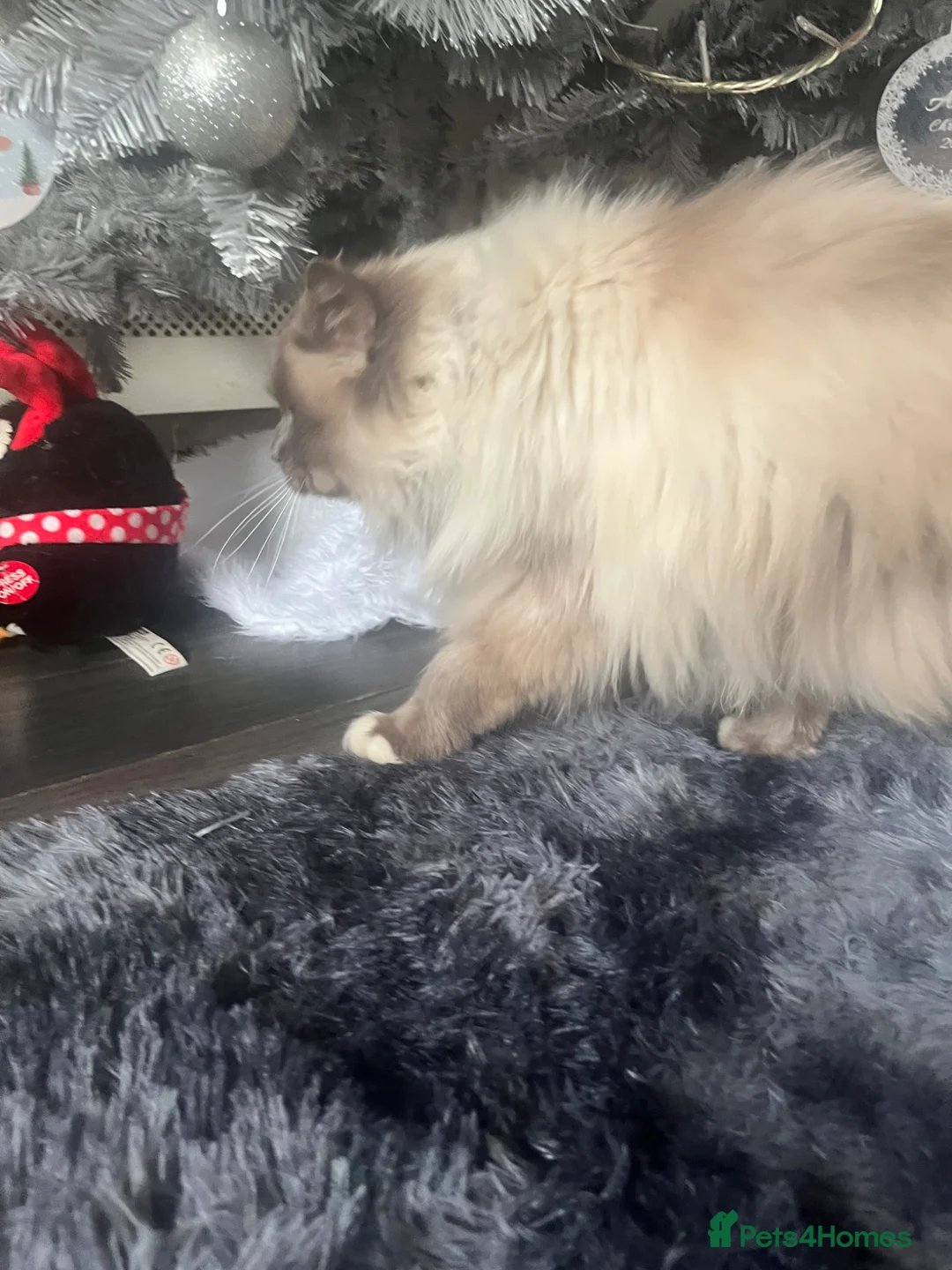 Ragdoll cats for sale: Ragdoll 3 years old male neutered £400 in Liverpool - Advert 1