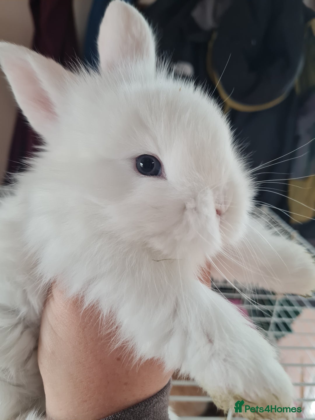 Lionhead rabbits for sale: Three kits left - Image 3