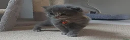 Ragdoll cats for sale: X6 Beautiful Ragdoll/Persian "Perdoll" Kittens - Advert 25