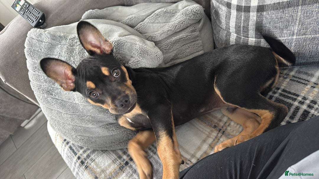 Mixed Breed dogs for sale: Kye 16 weeks old  - Image 2