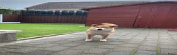 Japanese Shiba Inu dogs for sale: KC registered show quality Japanese Shiba Inu - Advert 2
