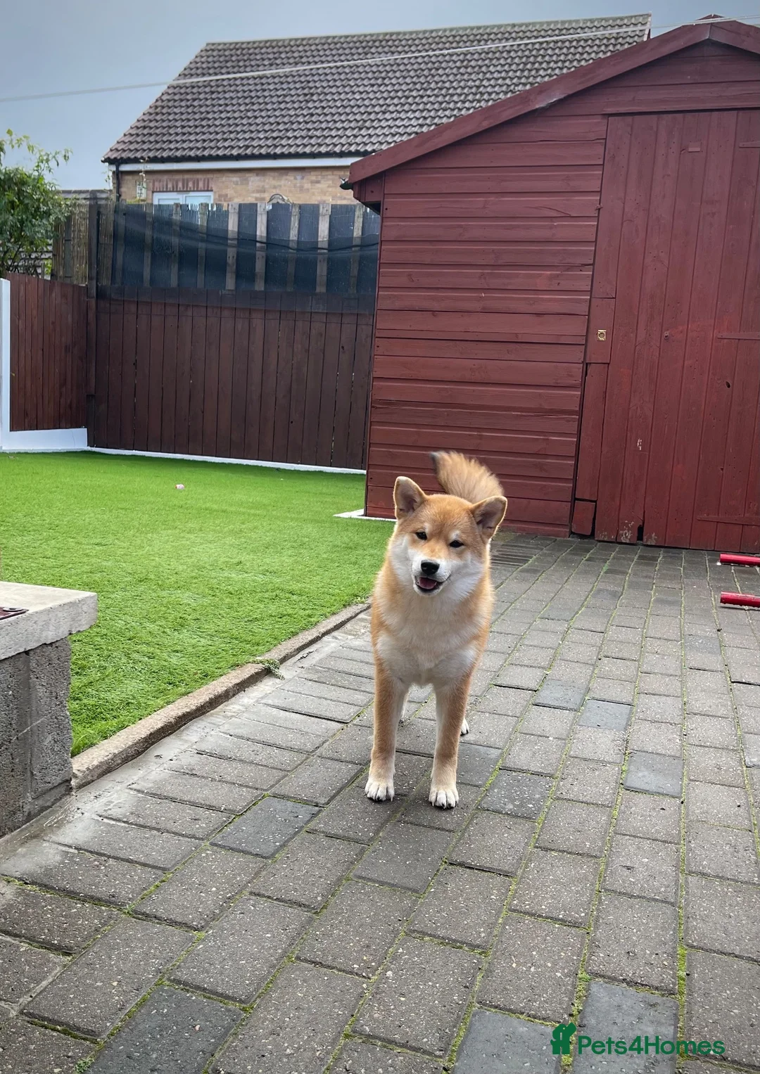 Japanese Shiba Inu dogs for sale: KC registered show quality Japanese Shiba Inu - Advert 2