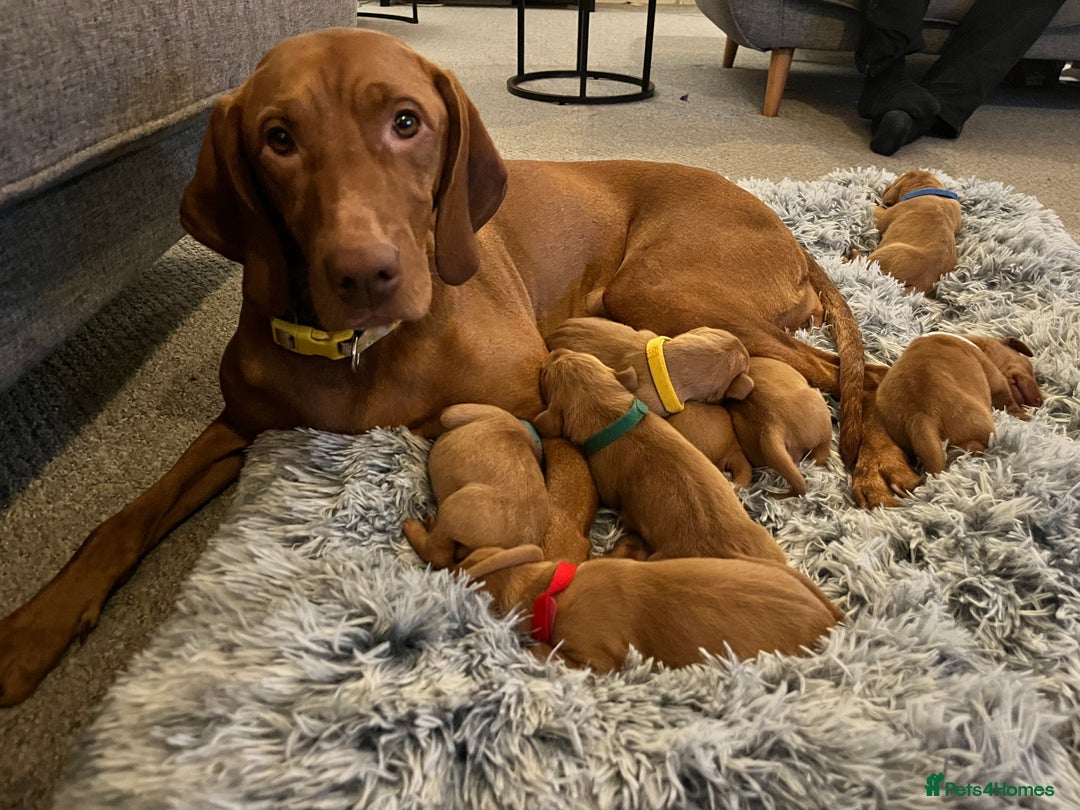 Hungarian Vizsla dogs for sale: 8 stunning Vizsla puppies  - Advert 1