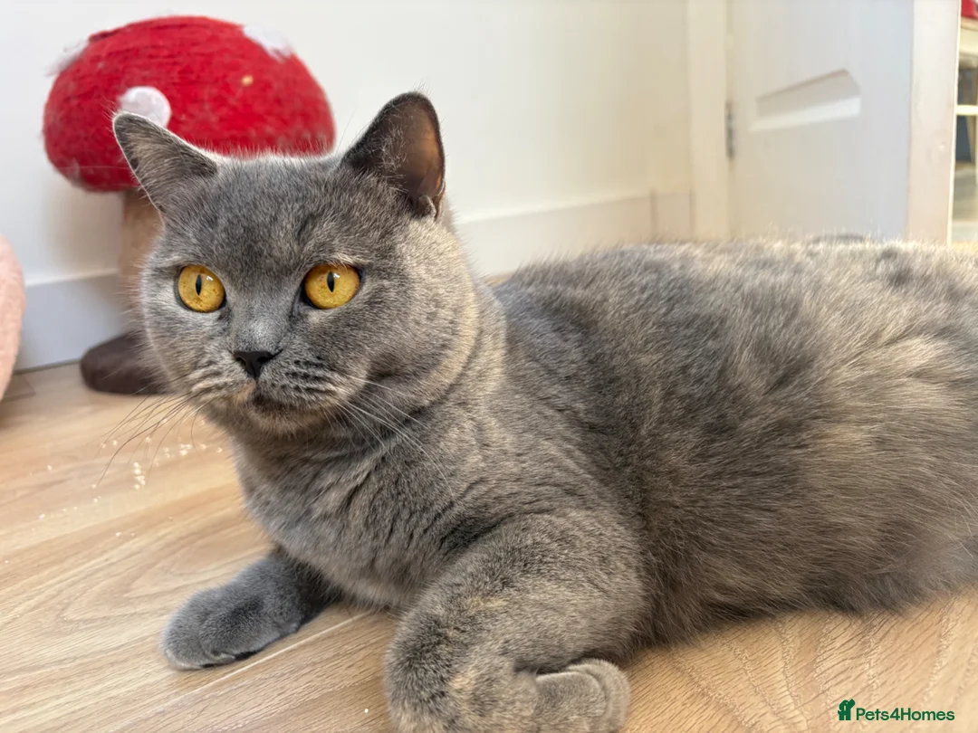 British Shorthair cats for sale: STUNNING BRITISH SHORTHAIR GIRLS REGISTERED - Advert 2