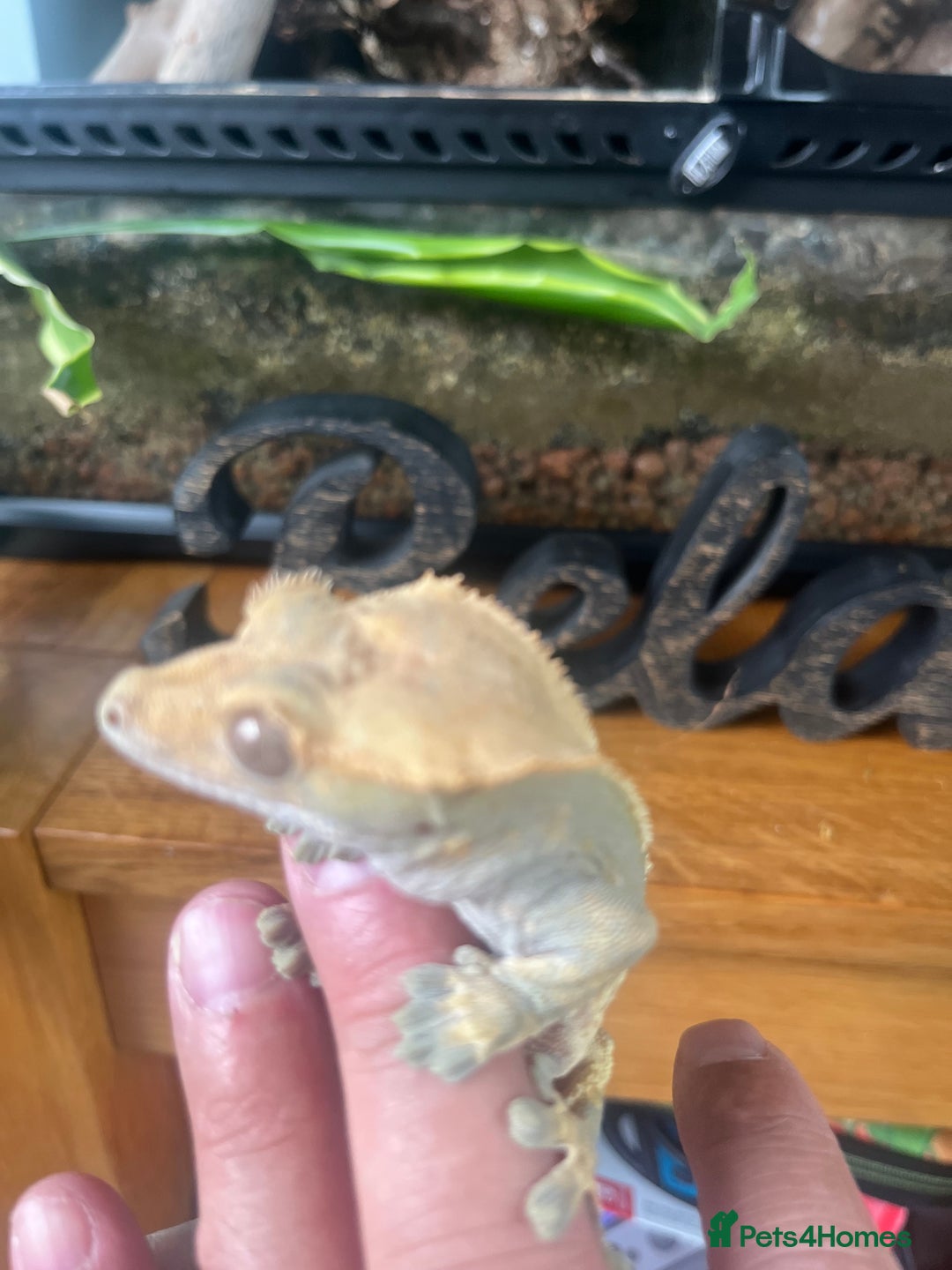 Gecko reptiles for sale: Created Geko’s with tank  - Image 2