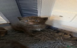 Ragdoll cats for sale: Rag doll and Maine coon cross - Image 7