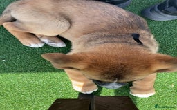 Mixed Breed dogs for sale: Belgian malinois x saint bernard - Image 7