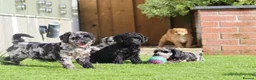 Cockapoo dogs for sale: Beautiful Cockapoo puppies for sale  - Advert 26