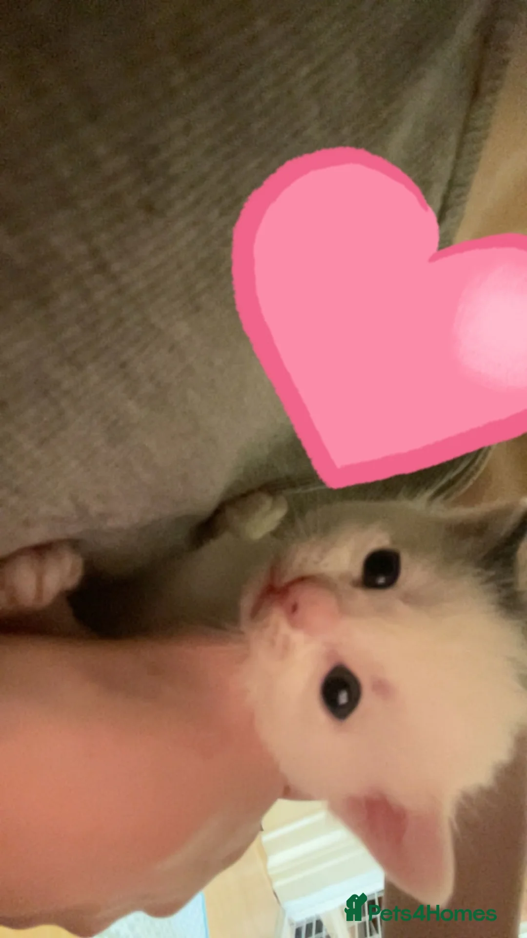 Mixed Breed cats for sale: 2 boys one girl for sale - Advert 9