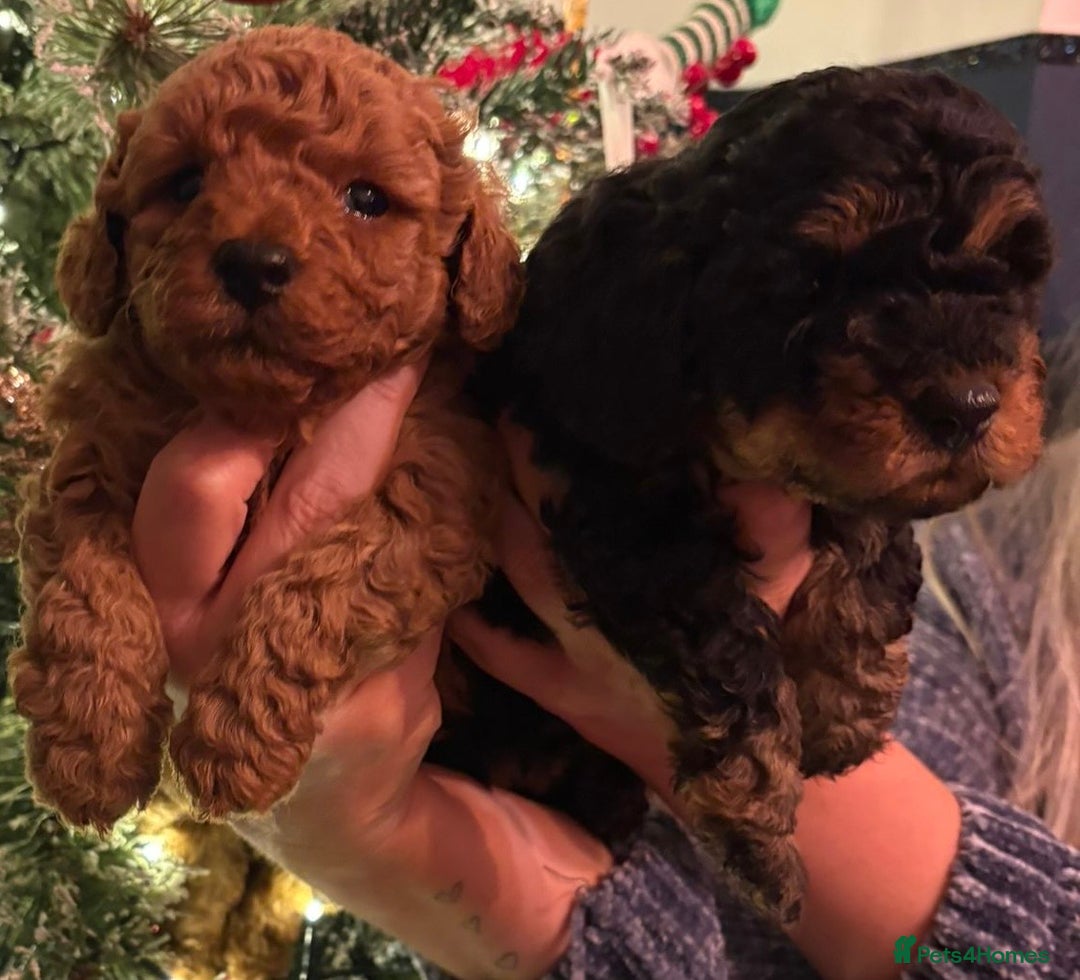 Doxiepoo dogs for sale: Stunning Doxipoo puppies  - Advert 14