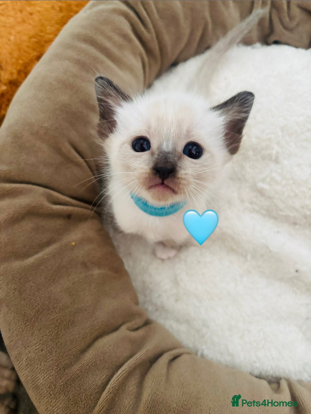 Ragdoll cats for sale: Ragdoll x Oriental kittens  - Image 16