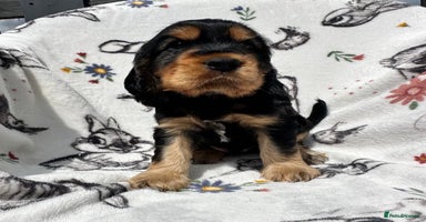 Cocker Spaniel dogs - Advert 1