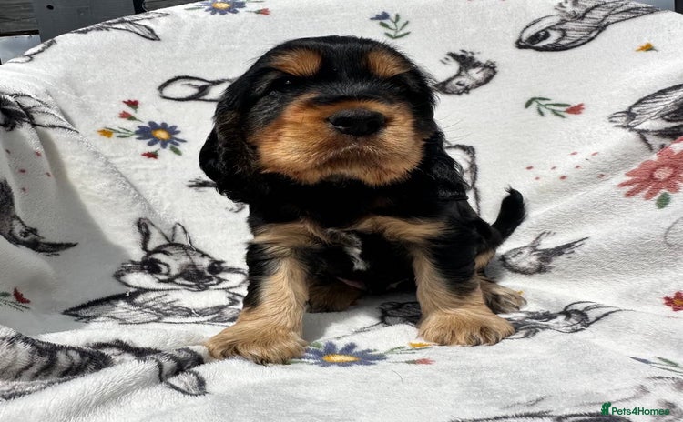 Cocker Spaniel dogs - Advert 1