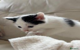 British Shorthair cats for sale: British Shorthair Kittens!  - Image 14