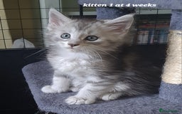 Maine Coon cats for sale: 2 MaineCoon boys - Image 6