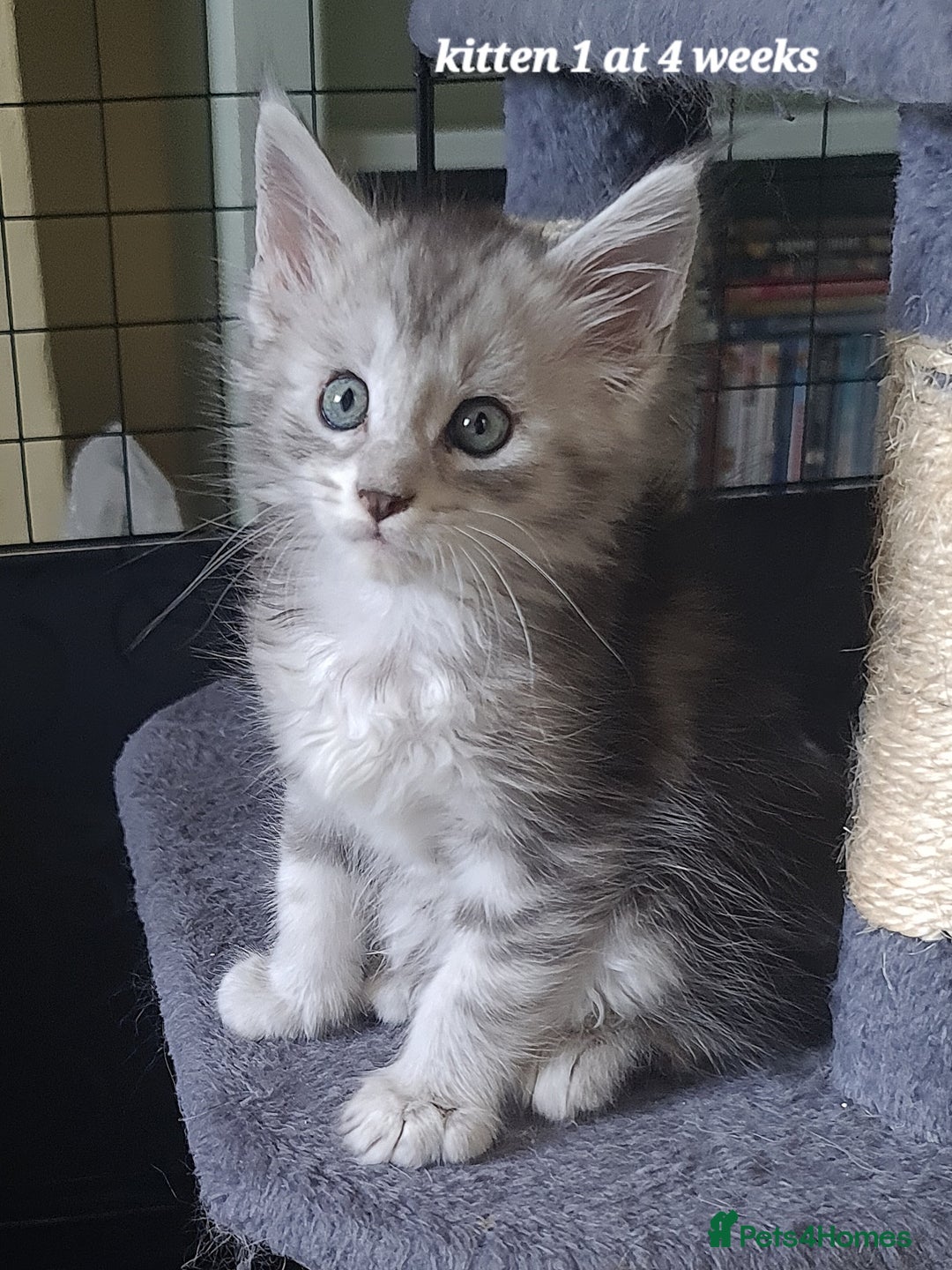 Maine Coon cats for sale: 2 MaineCoon boys - Image 6