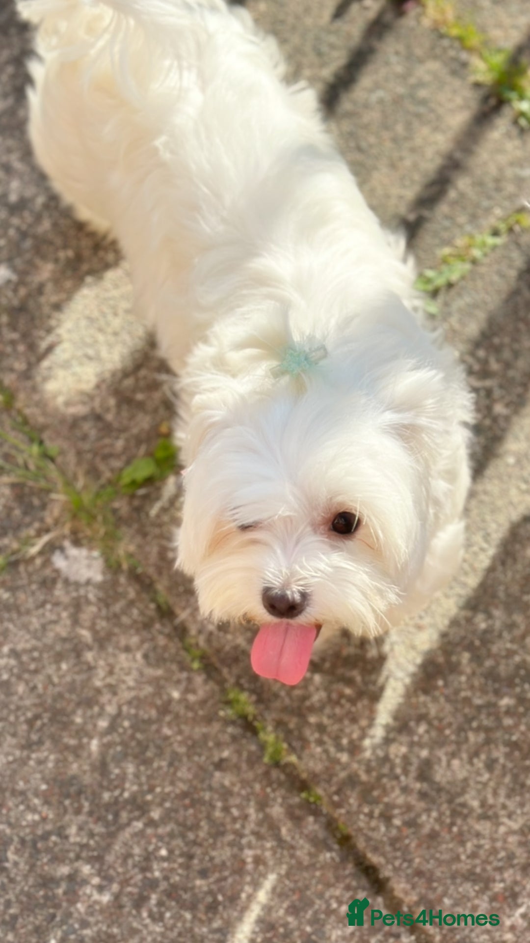 Maltipoo dogs for sale: Cream F1 Maltipoos 🐶🩵🎀 - Advert 2