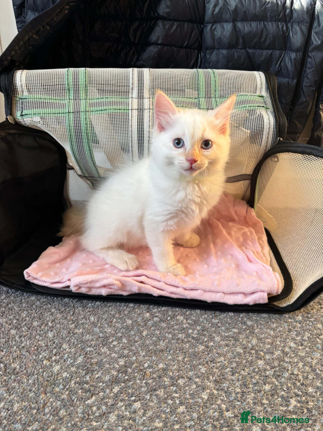 Ragdoll cats for sale: Cute ragdoll kitten for sale💕 - Advert 5