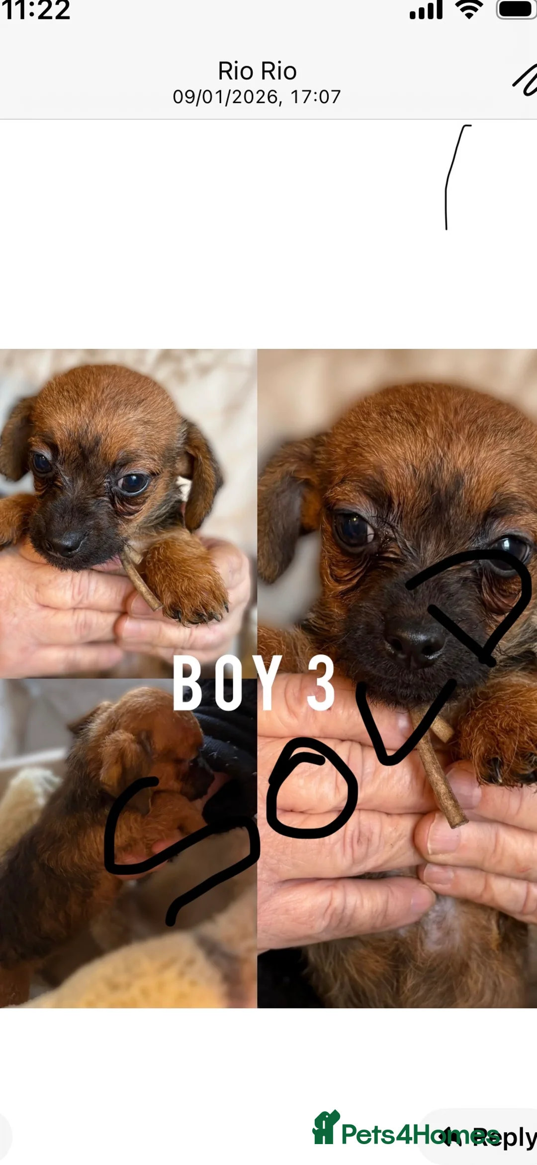 Jackapoo dogs for sale: Jackapoo puppies - Advert 3