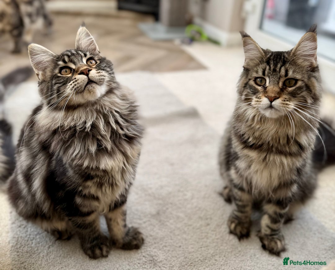 Maine Coon cats for sale: Outstanding pedigree kittens ACTIVE - Advert 23