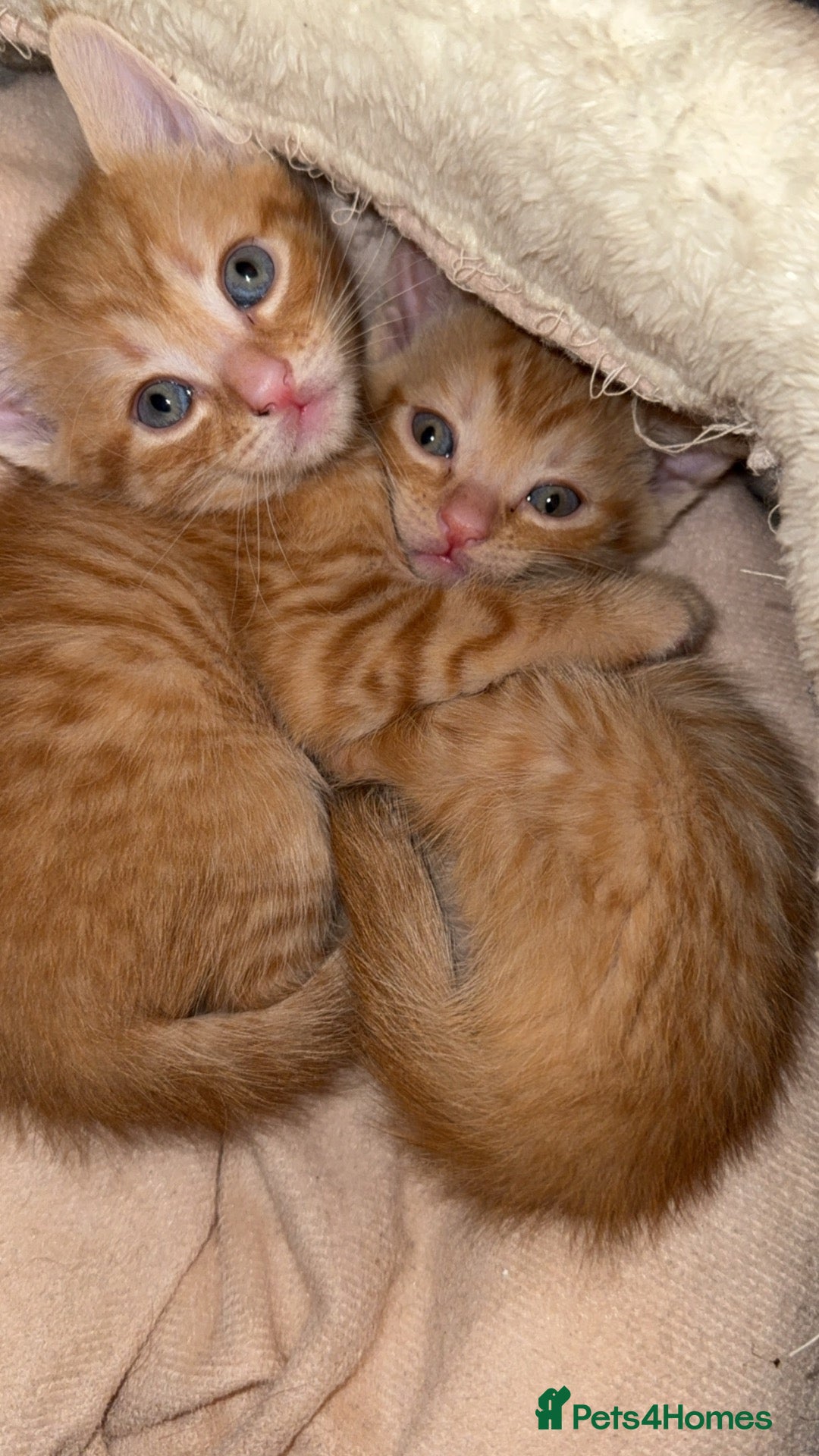 British Shorthair cats Beautiful playful kittens - Advert 4