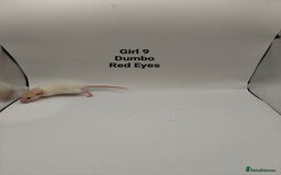 Rat rodents for sale: NOV: 18 Rats For Sale - Advert 15