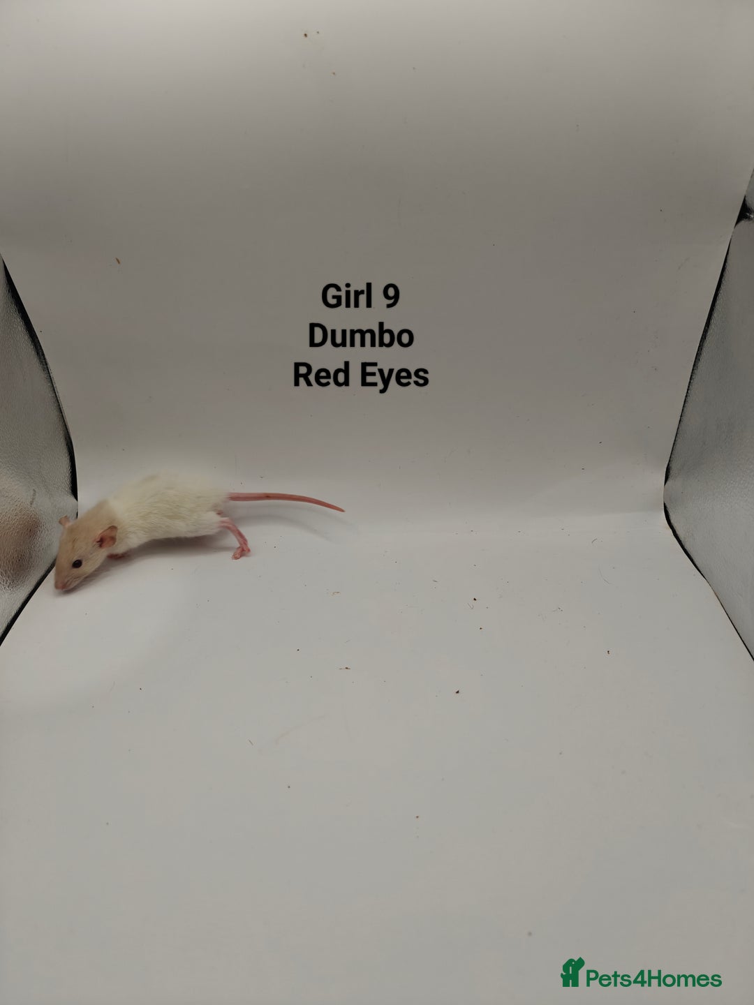 Rat rodents for sale: NOV: 18 Rats For Sale - Advert 15