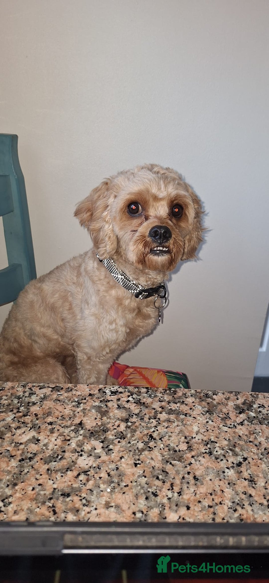 Cavapoo dogs for sale: lovely male 2 years old cavapoo  - Image 9