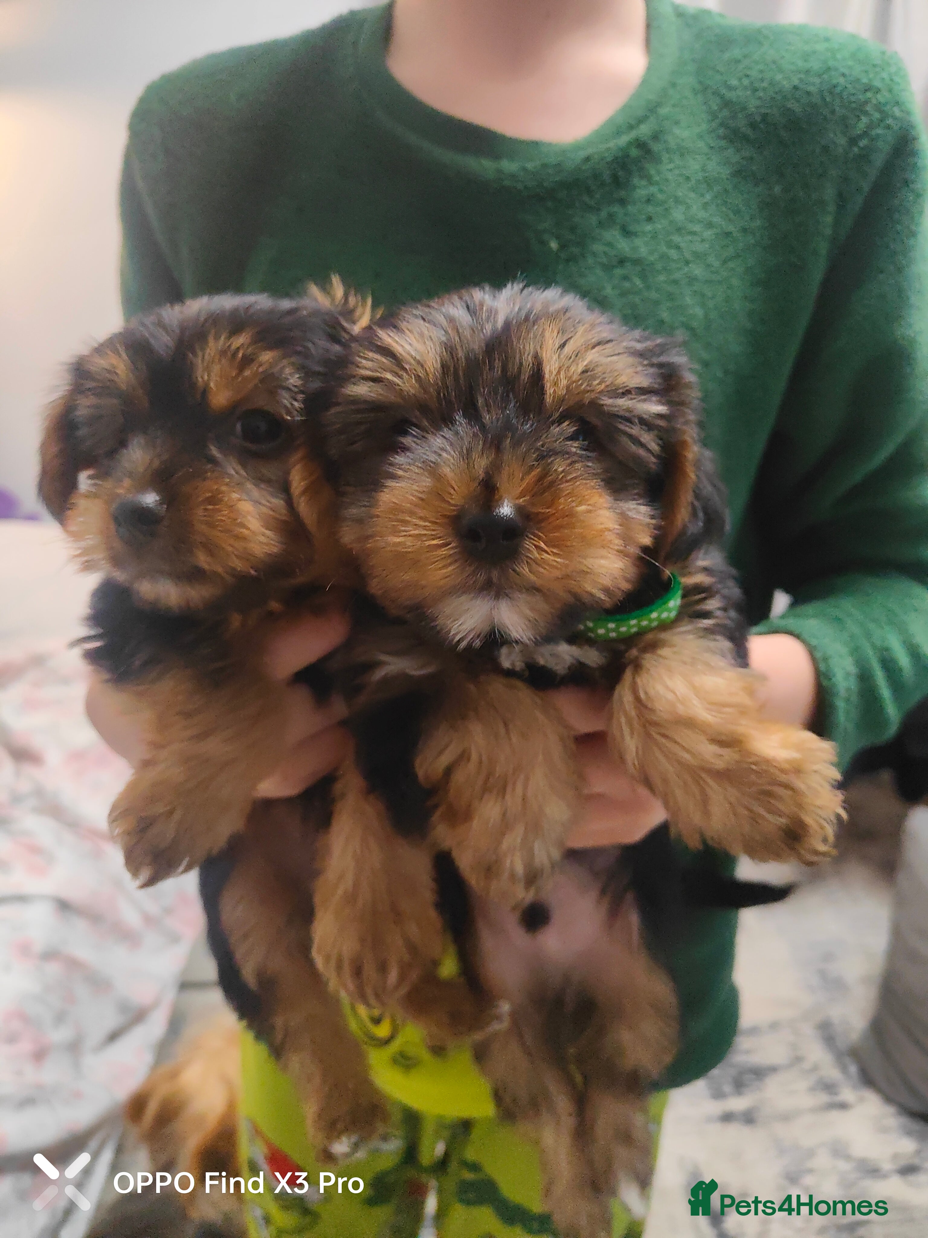Yorkshire Terrier dogs Yorkshire terrier puppies  - Advert 14