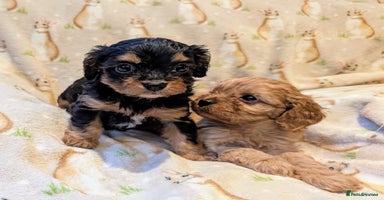 Cavapoo dogs - Advert 5