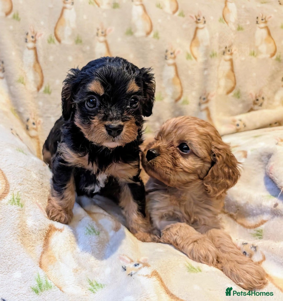 Cavapoo dogs for sale: Stunning true F1 Cavapoos, Apricot and Phantom  - Image 10