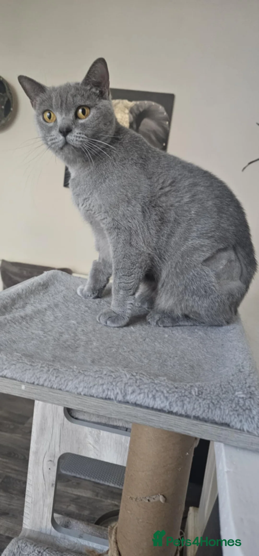 British Shorthair cats for sale: British shorthair cat GCCF - Advert 4