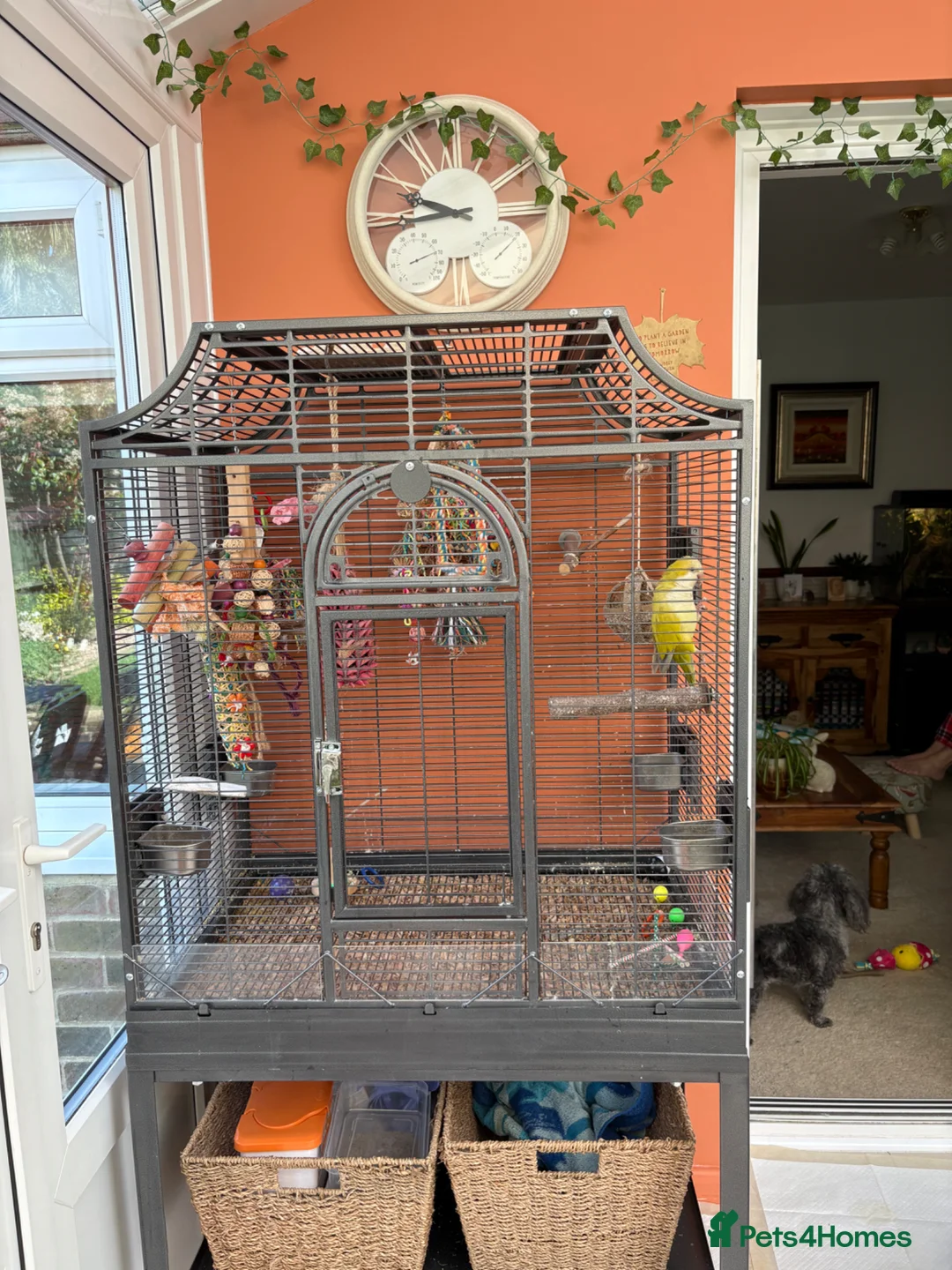 Parrots birds for sale: Male rare lime Quaker parrot for sale  - Advert 2