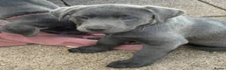 Labrador Retriever dogs for sale: Gorgeous KC Silver & Charcoal Labrador Pups - Advert 10