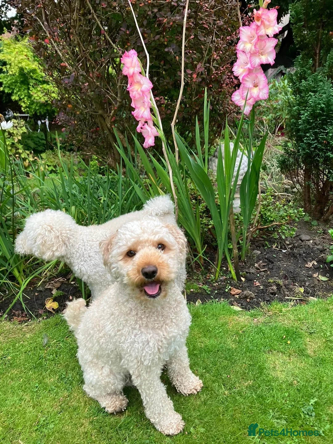 Cavapoo dogs for sale: 5 Year Old Male Cavapoo F1b Looking To Be Rehomed in Dunfermline - Advert 5