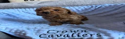 Toy Poodle dogs for sale: RED LINEAGE TINY KC HEALTH TOY POODLES LICENSED  - Advert 24