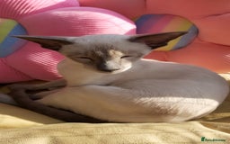 Oriental cats for sale: Full Pedigree Oriental 2 Kittens XL size ears GCCF - Image 9