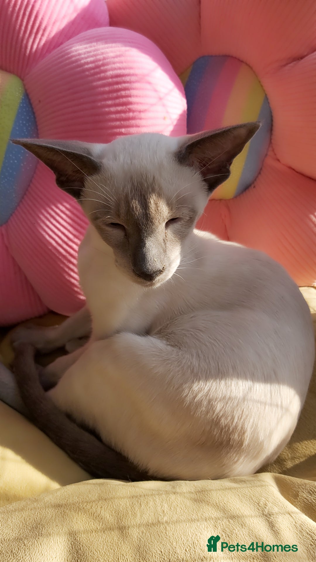 Oriental cats for sale: Full Pedigree Oriental 2 Kittens XL size ears GCCF - Image 9