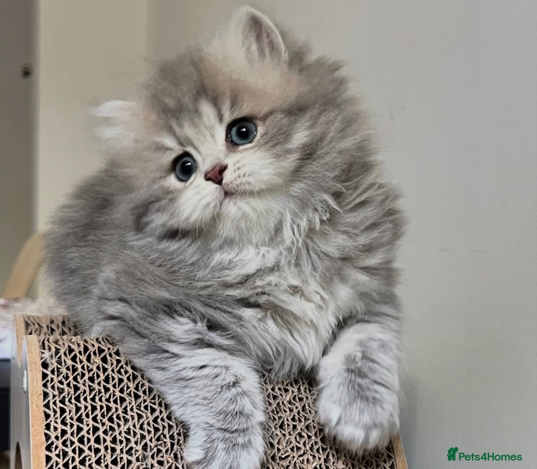 Scottish Fold cats for sale: Scottish Long hair  - Image 4