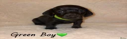 Miniature Dachshund dogs for sale: KC Miniature Dachshund Puppies - Advert 5