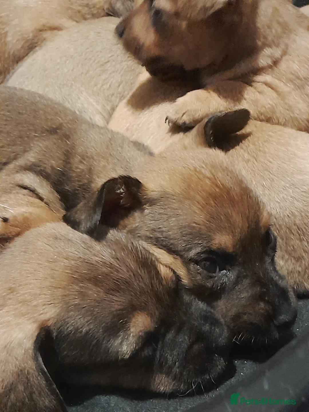 Mixed Breed dogs for sale: Cairn terriers - Advert 5