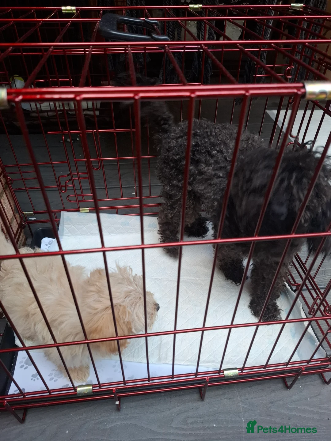 Maltipoo dogs for sale: Asian Maltipoo's in Northampton - Advert 2