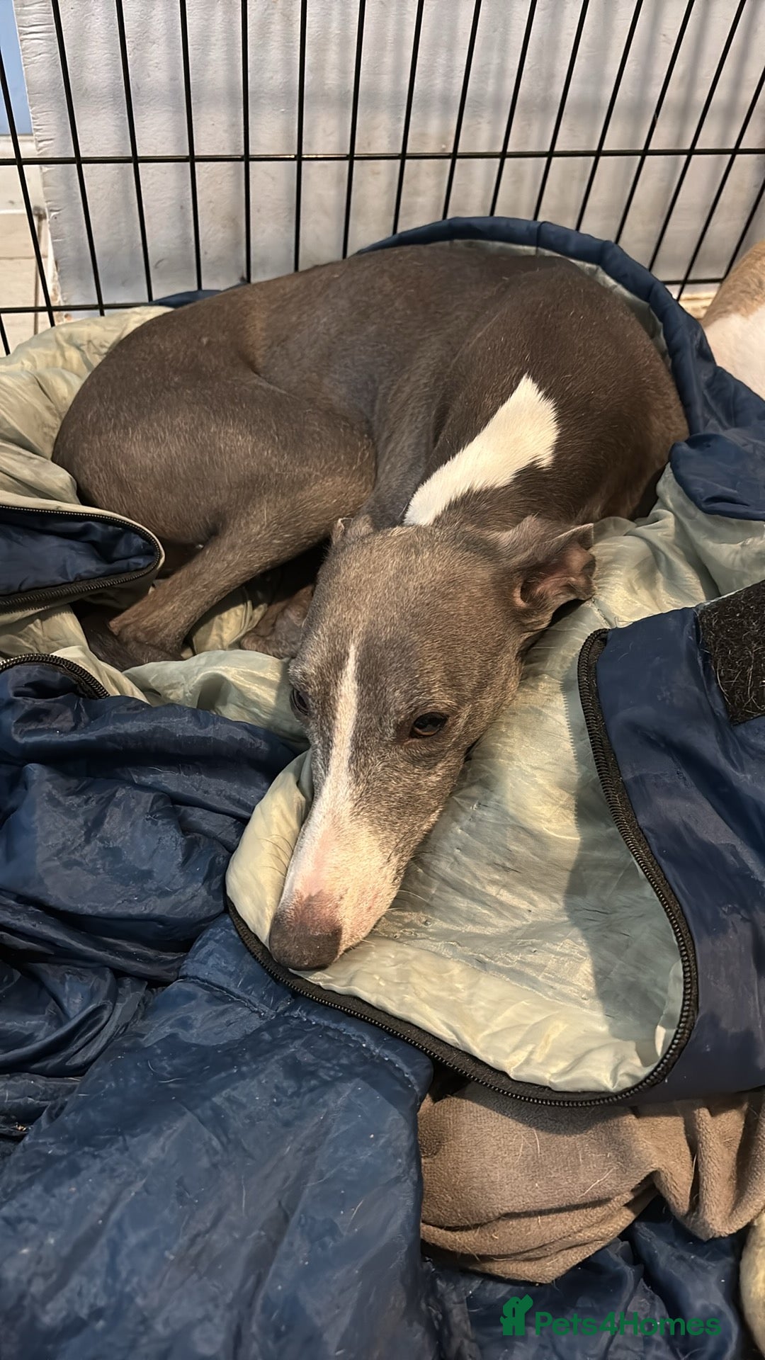 Whippet dogs for sale: Gorgeous whippet puppies for sale - Advert 2